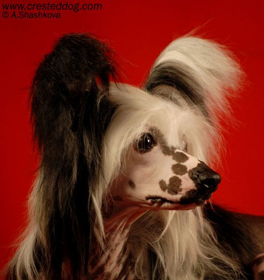 Dream Space Bossy Lady With Angel Look