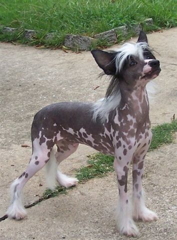 Woodcrest Jaguar on the Loose