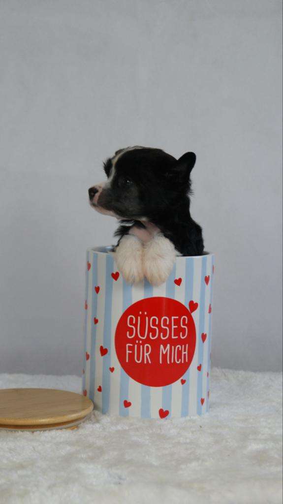 Lee Jordan von Natelberg