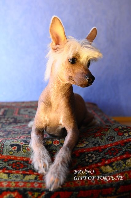 Bruno Gift Of Fortune