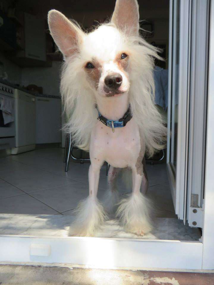 Legion Of Dream Quinn