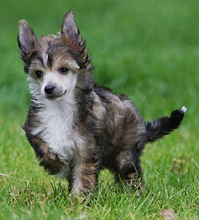 Cipracrest's Express Yourself