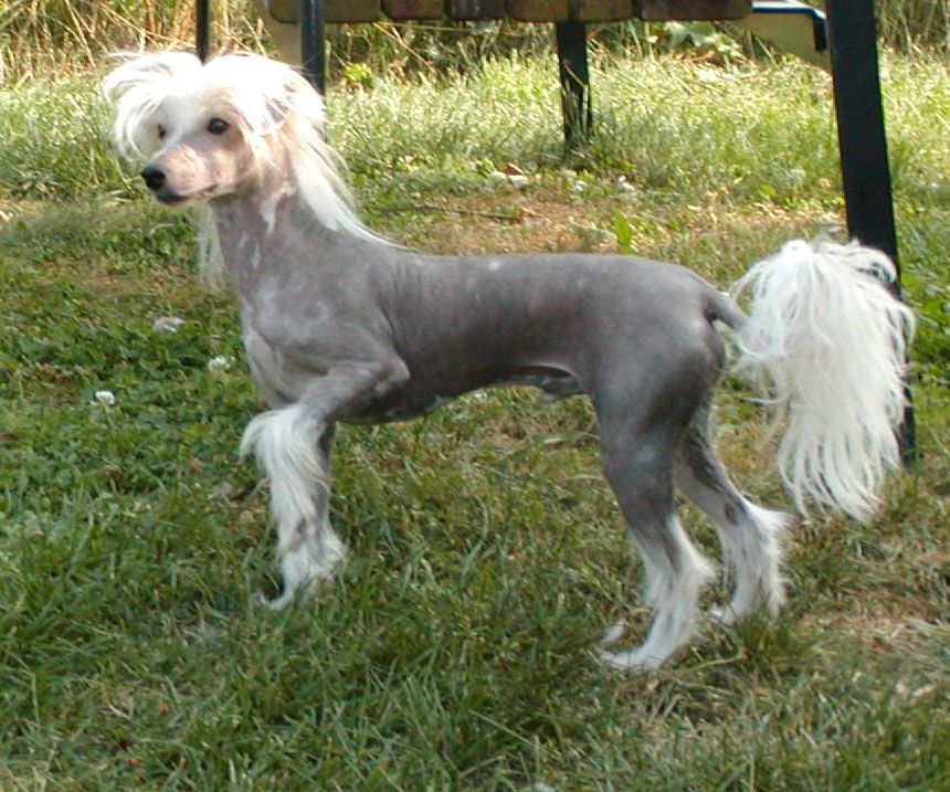 Moonlilys Bladerunner