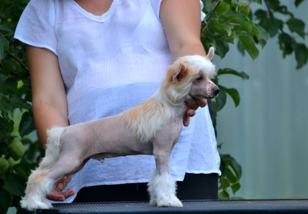 Talant Ot Volnogo Psa