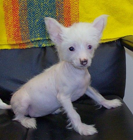 Show'NTells Christmas Holly hl