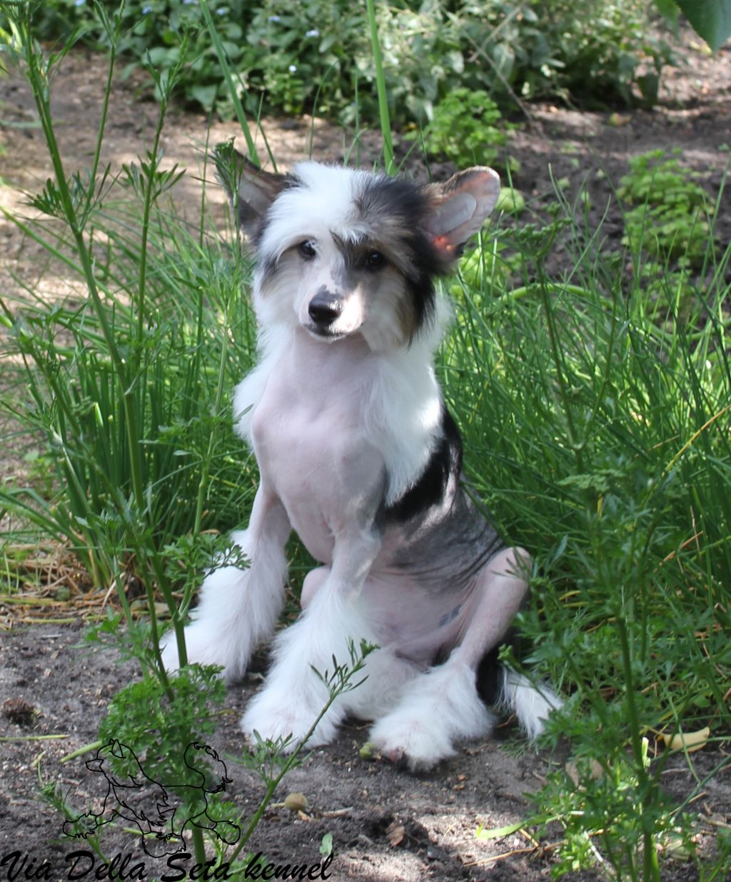Via Della Seta Ammirando