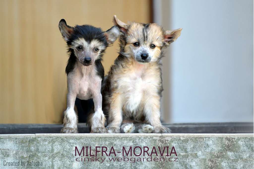 Fiora Tambu Milfra-Moravia