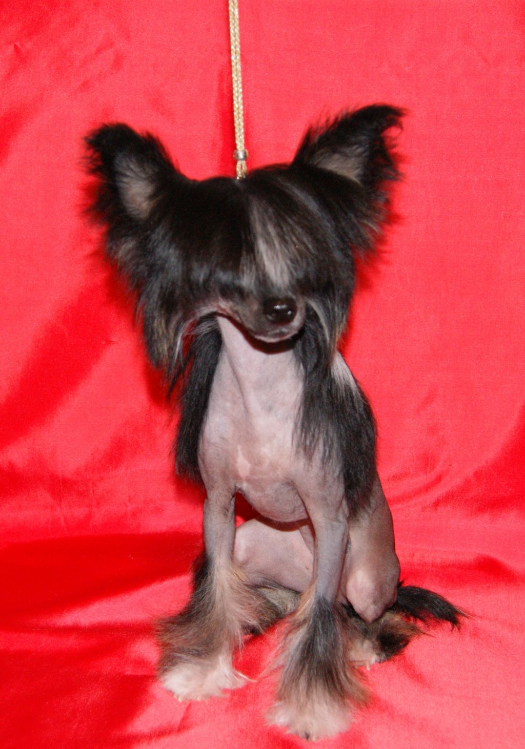 Oks Company  Angelic Light 