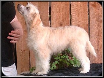 Cesmína Powder od Chlpíku