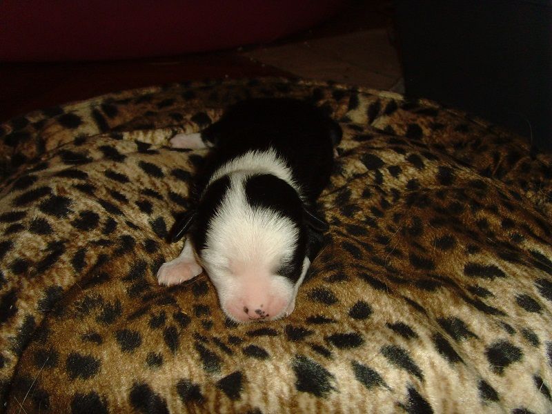 Cindy Crawford Atomski Mrav