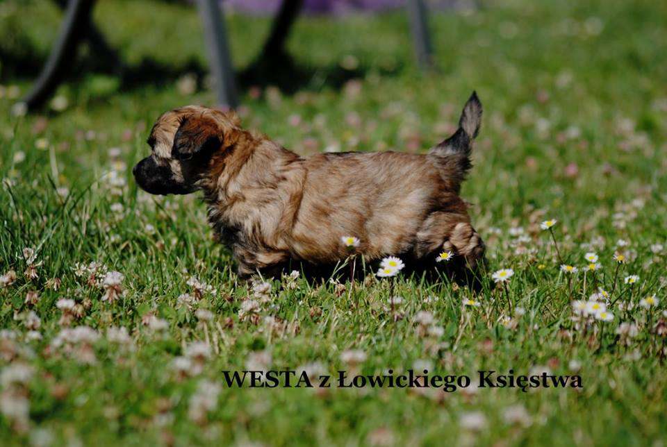 WESTA z Lowickiego Ksiestwa