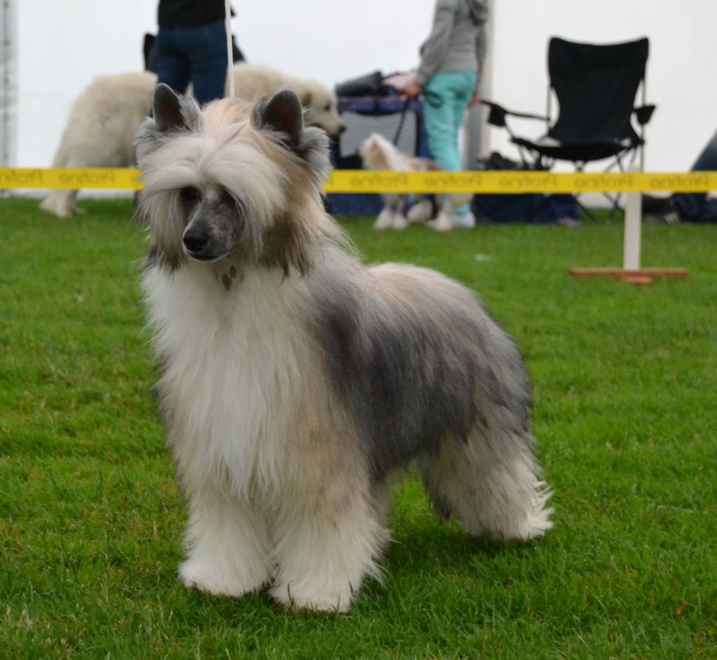 Fly Forever z Waltariky