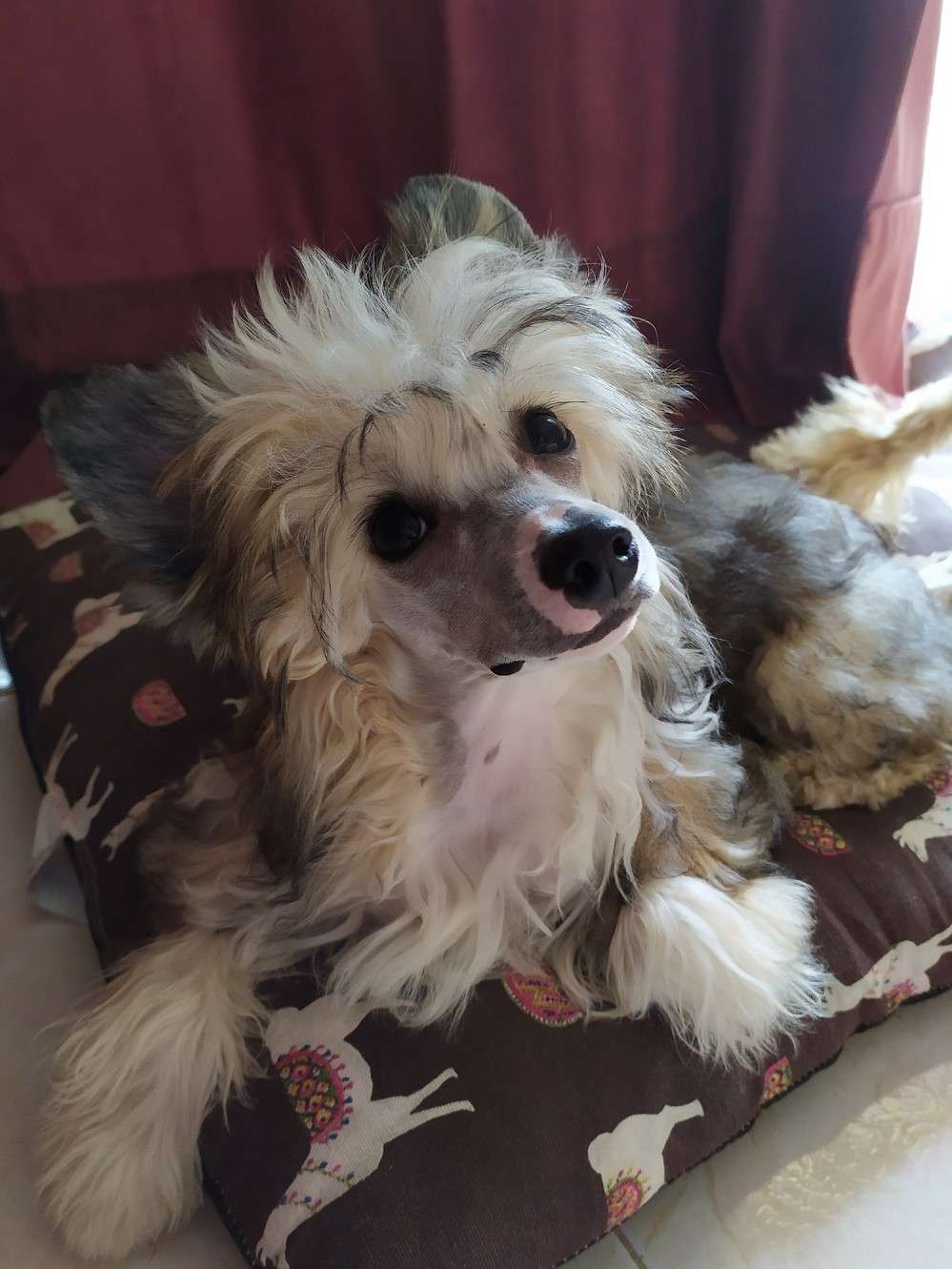 Veritas Filia Temporis Della Castafiore