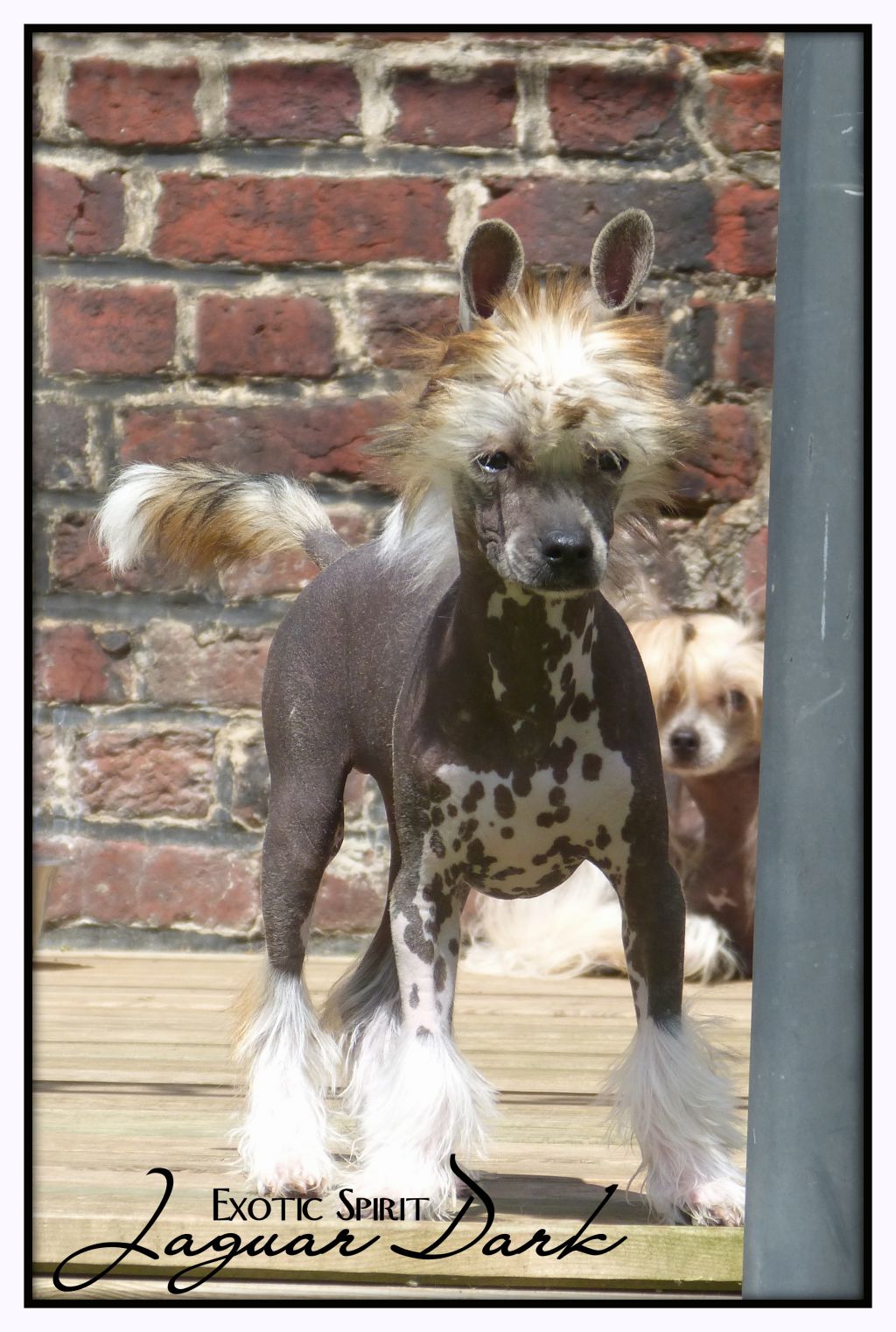 Exotic Spirit Jaguar Dark