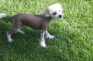 Candy Queen's Erk Of The Army