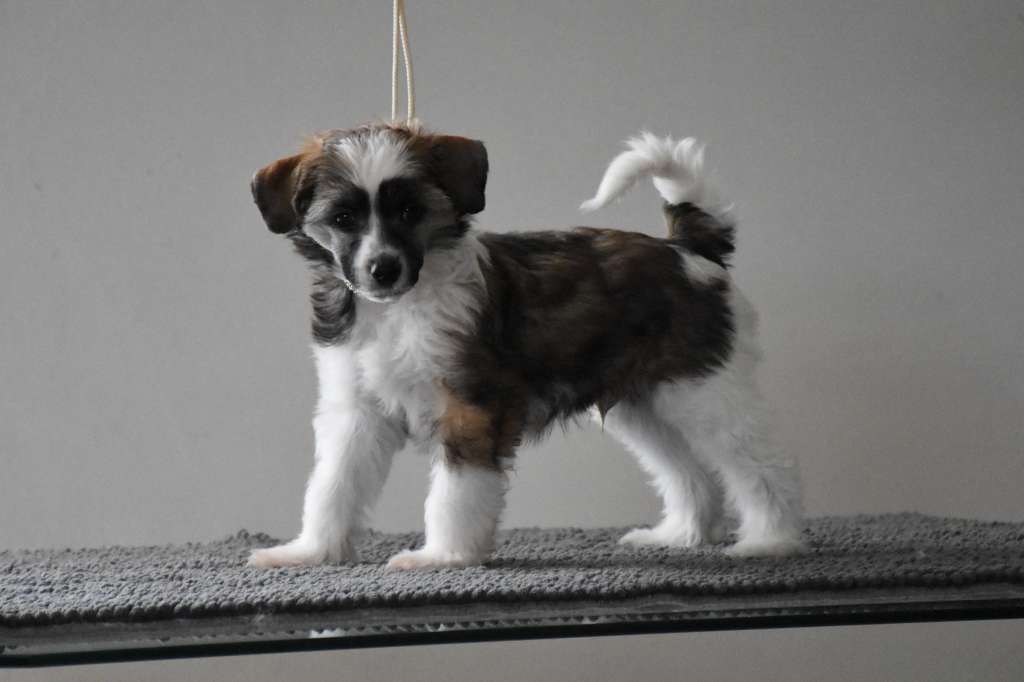 Quamiel of the loving dols