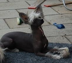 Konishiki Energise Me