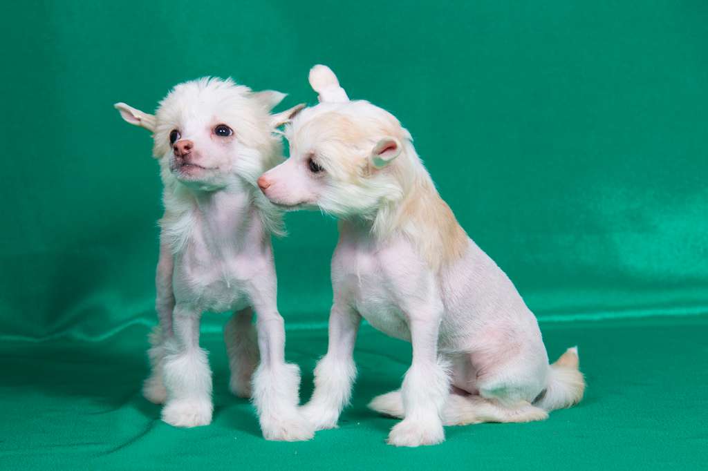 Alfa Laval U-la Gavana