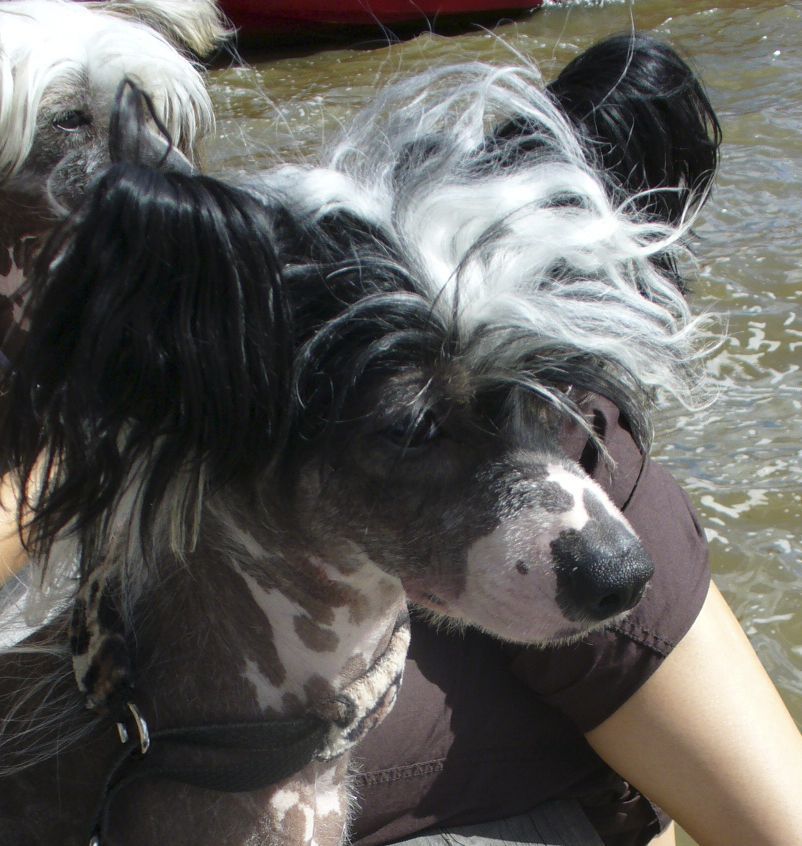 Meadowwood's Amazement Star