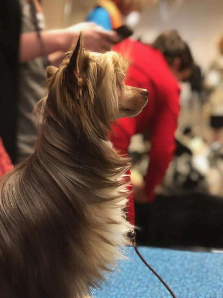 Sun Dan My Special Dark Delight