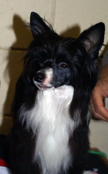 Tri-Cas Tango Lily Cappuccino