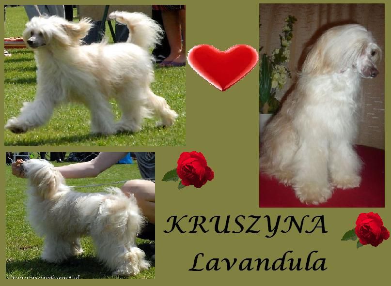 Kruszyna  Lavandula