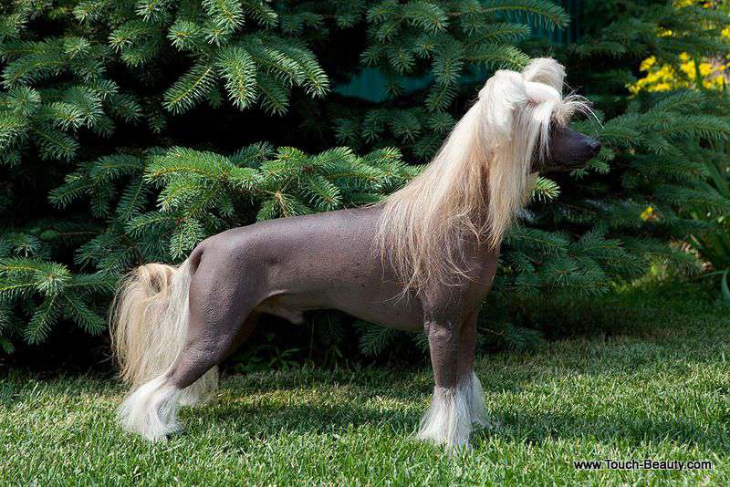 Solino's Quid Pro Quo