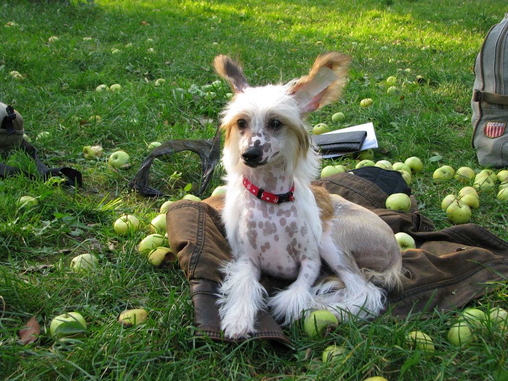 Hohlatiy glamour Baby Blumarine