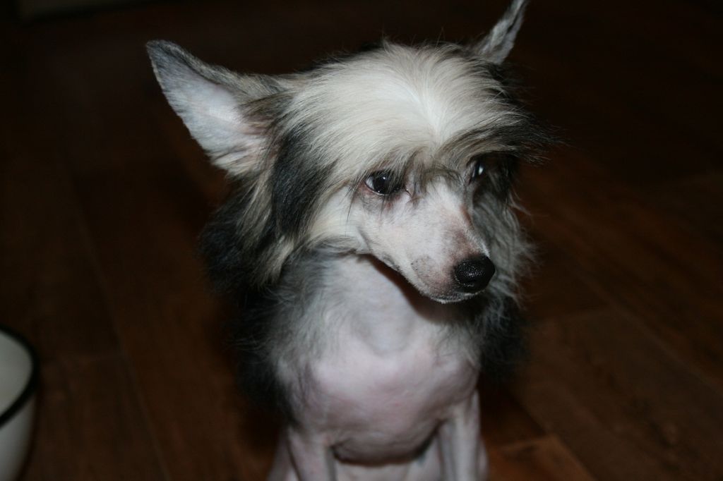 Bella Konstanta Ymiko