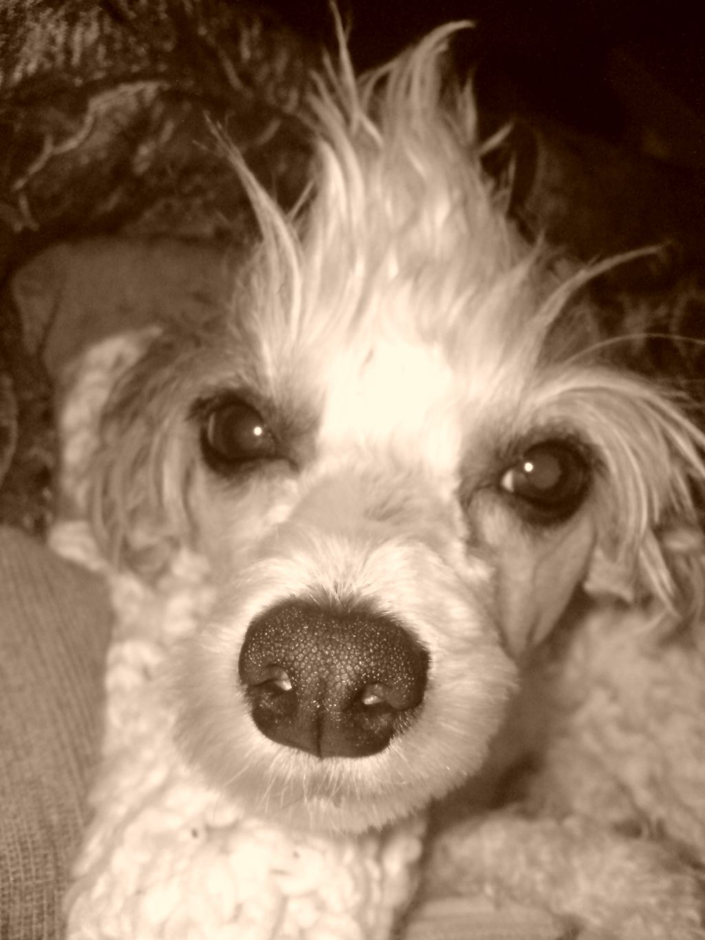 Rådjurstigens Global Girl