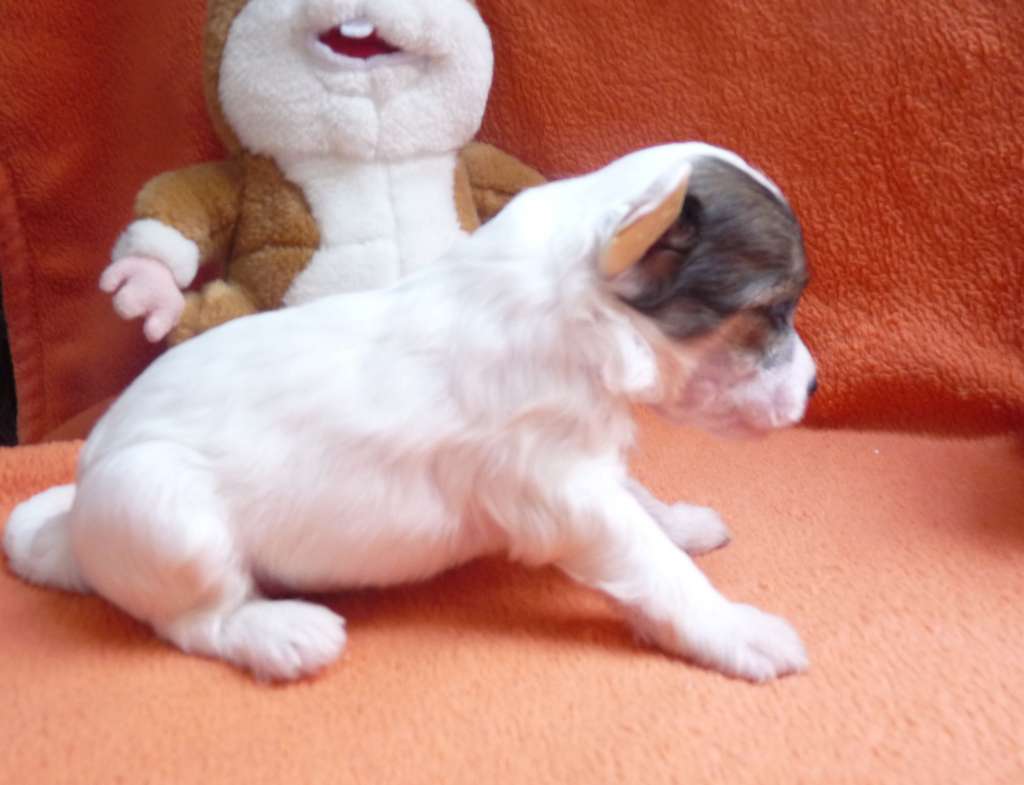 Fundoklia-völgyi Kaszanics Survivor Hero