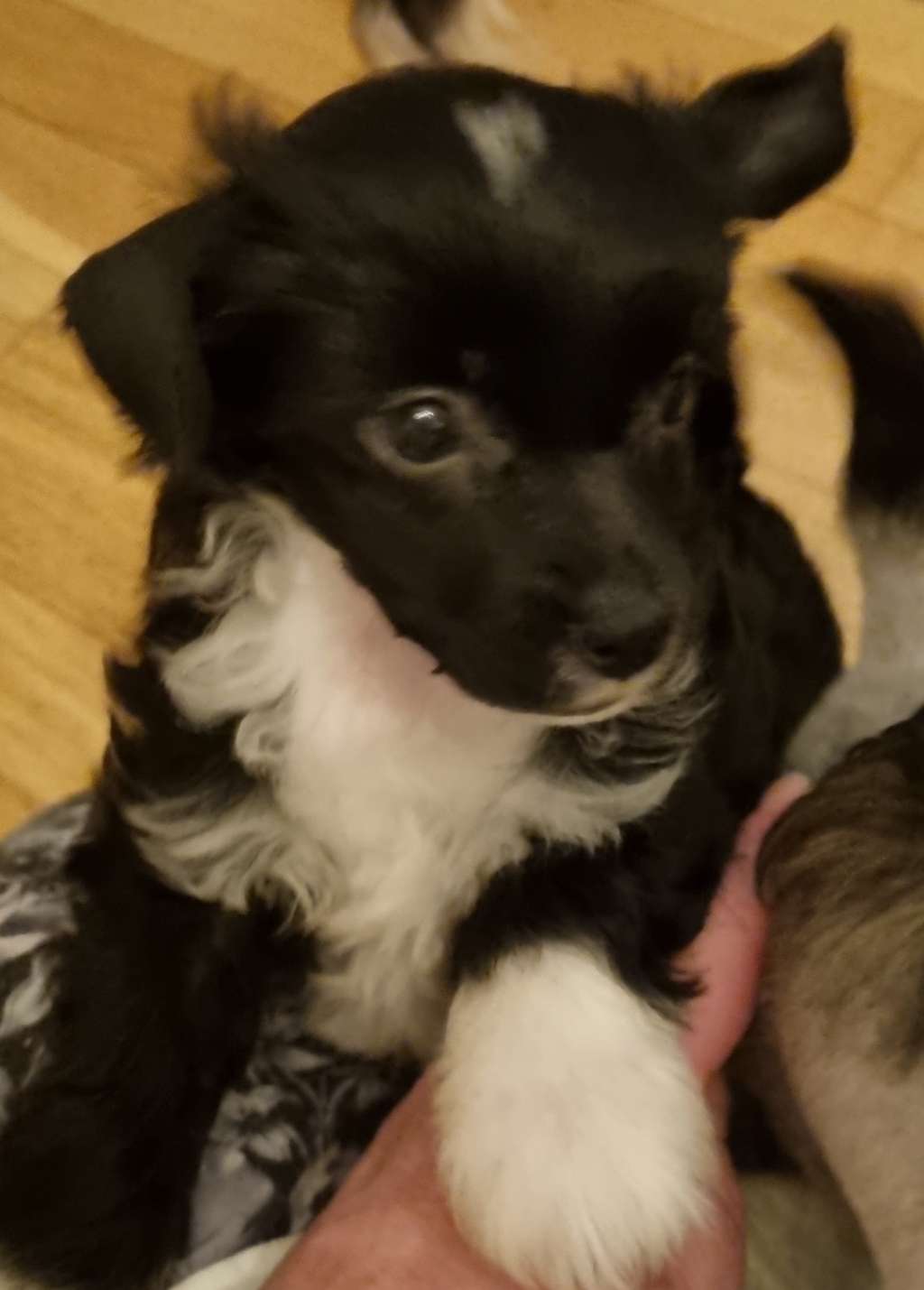 Epadalens Black Diamond