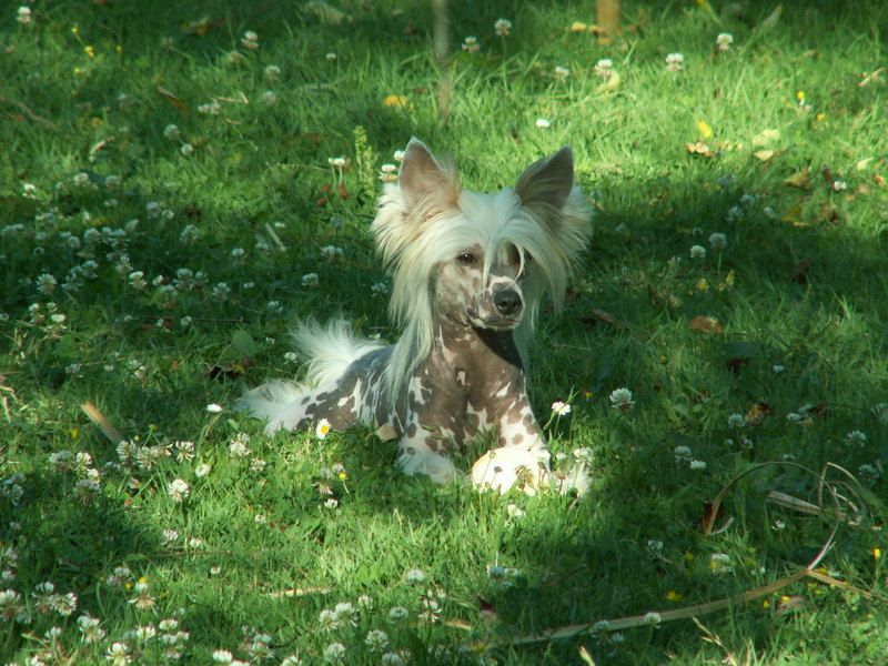 Gracieux Starlight Express