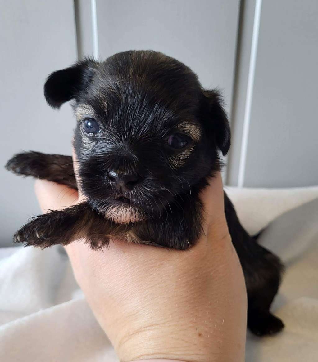 Smal Island dogs Celina Bianca