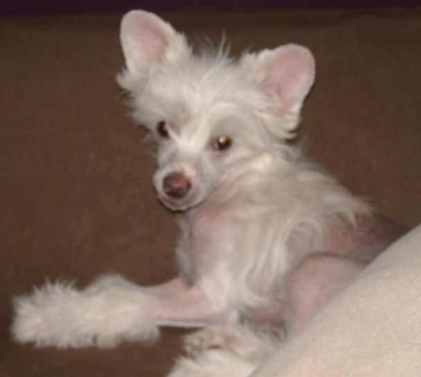 X-treme Little Boy von Shinbashi