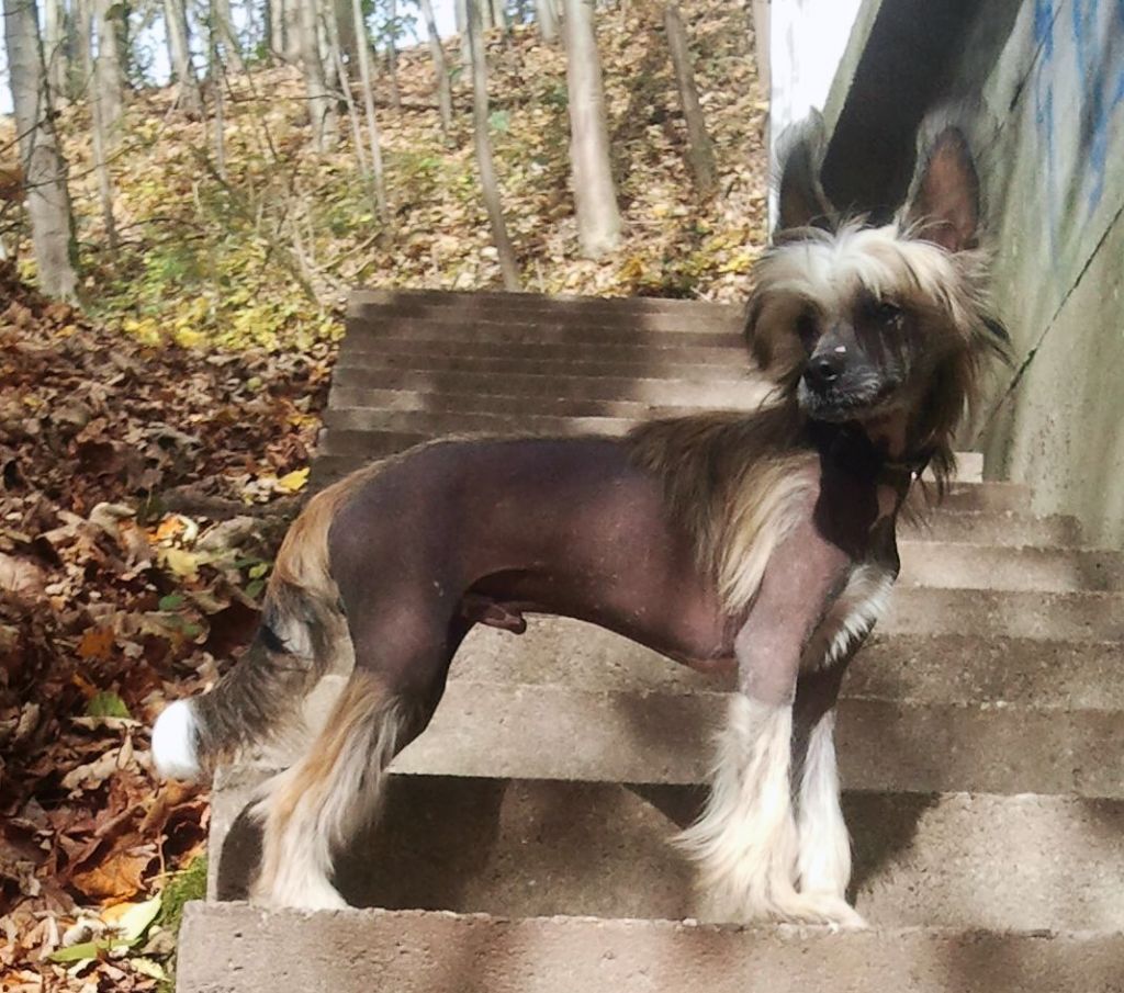 Be My Dog's Al Falak