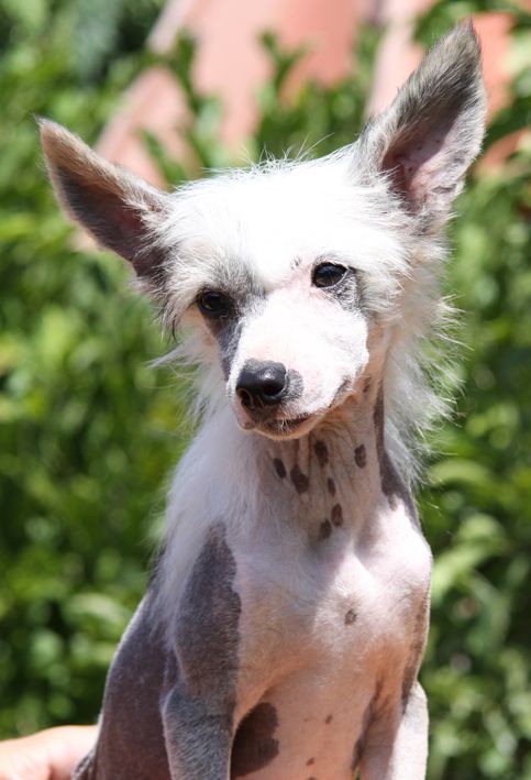 Adonis Di Chrisdor's