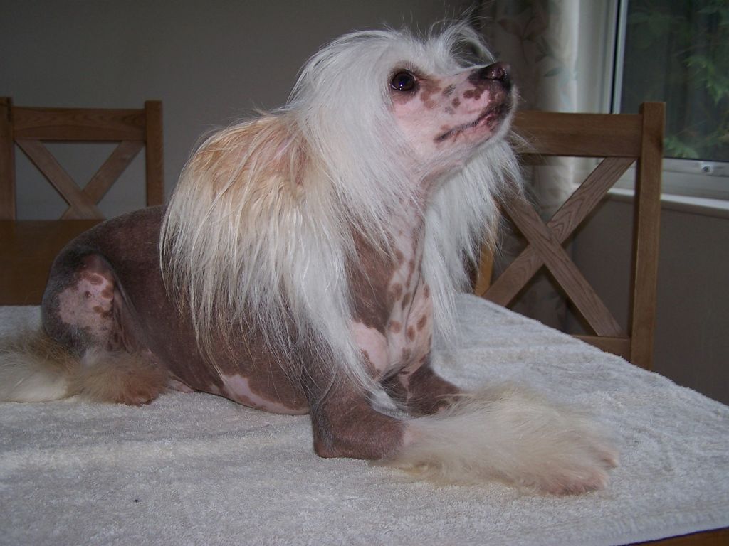 Leibwache Peter Perfect