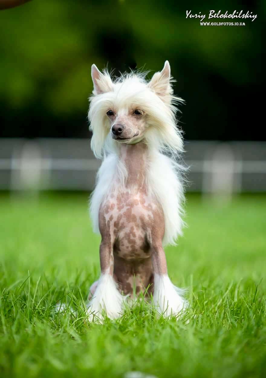 Snezhanna Planet Of Dream