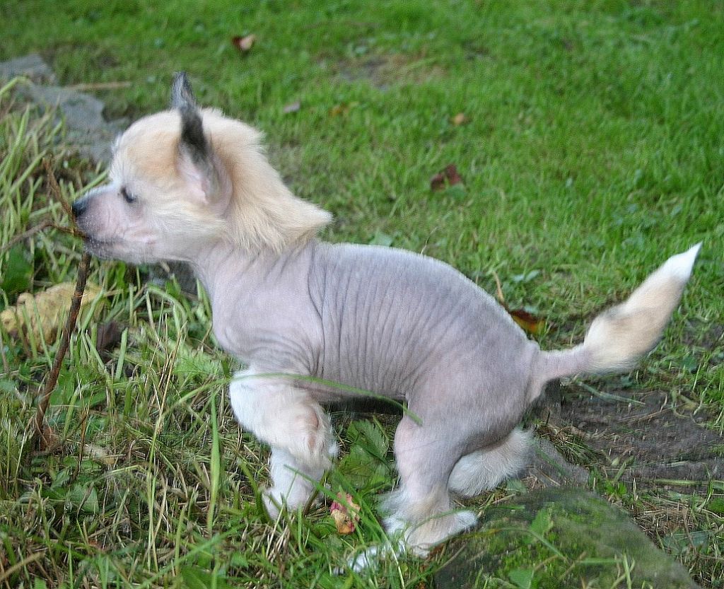 Geisha du Rose Amour