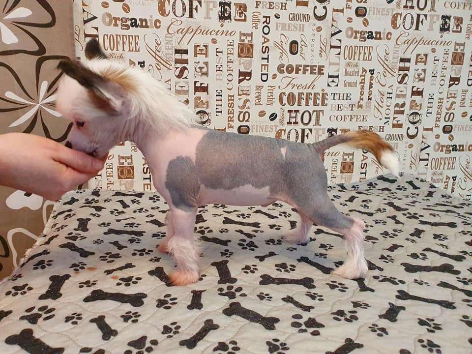 Pinky Twinky Än Yy Tee NYT