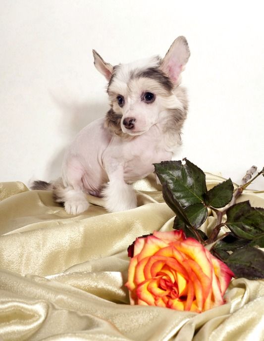 Perl Magic   Facebook