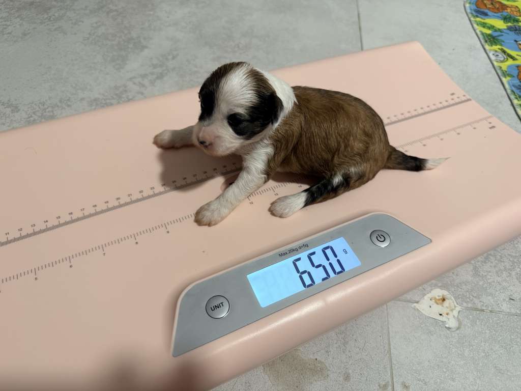 Blue Sky Royal Cassovia