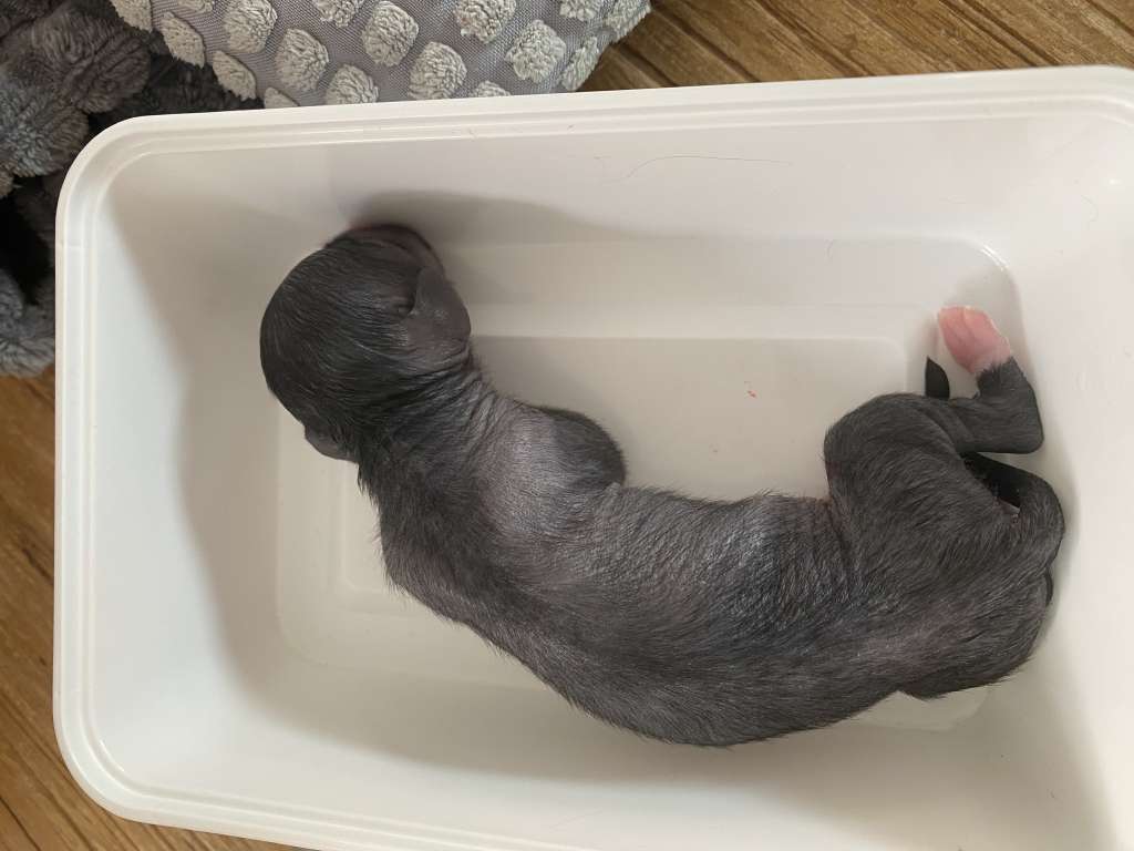 Kameleondogs kennel Yota