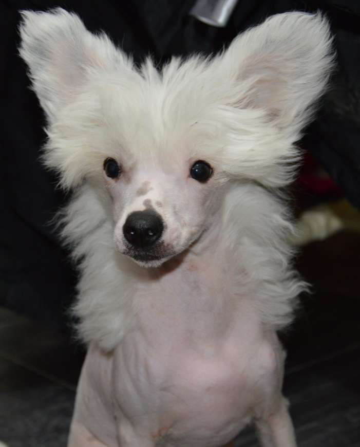 Speechless Seven Seas Princess