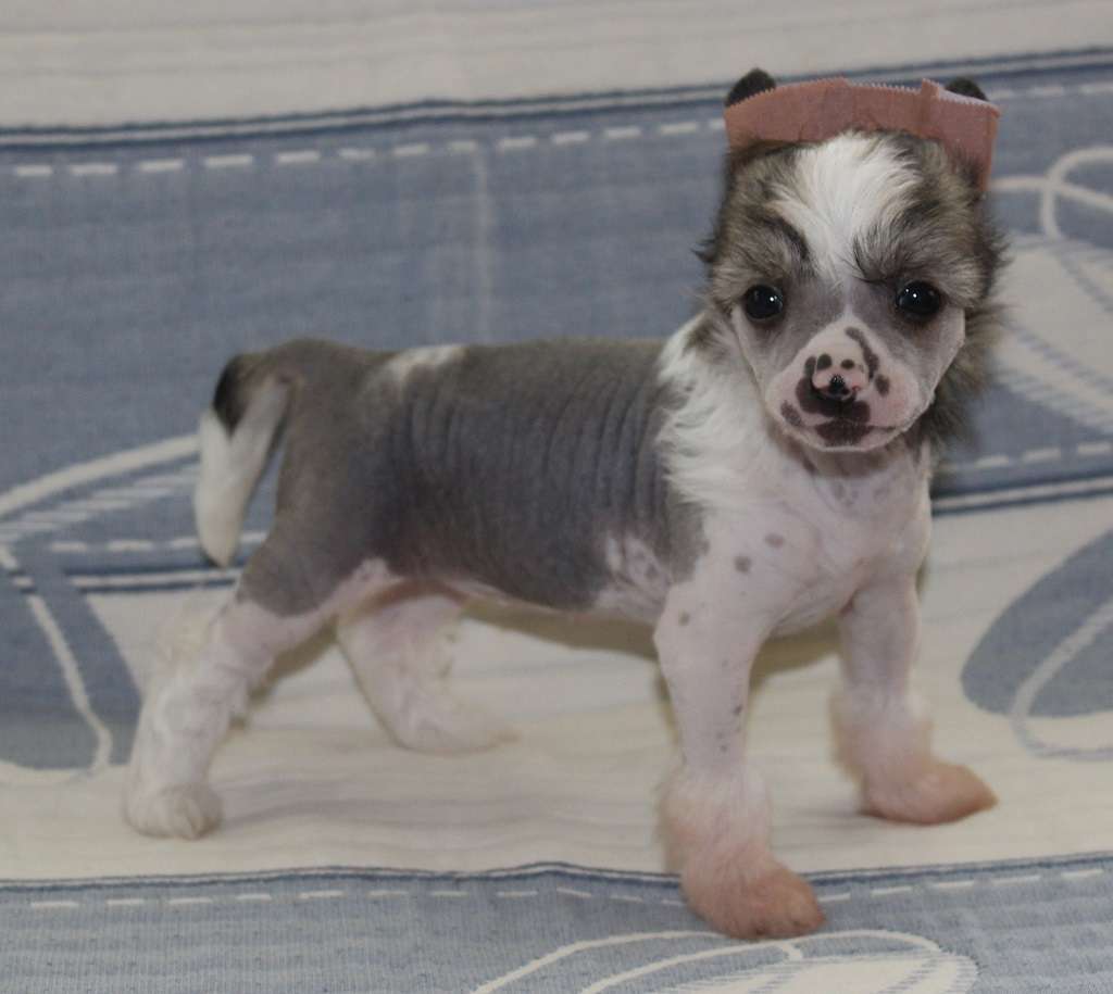 Eclipse of moon de Almamasan