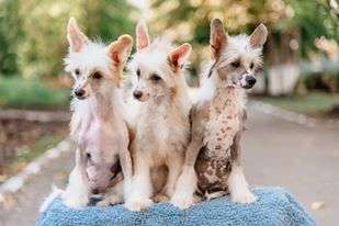 Anna Sky Kennel Percy