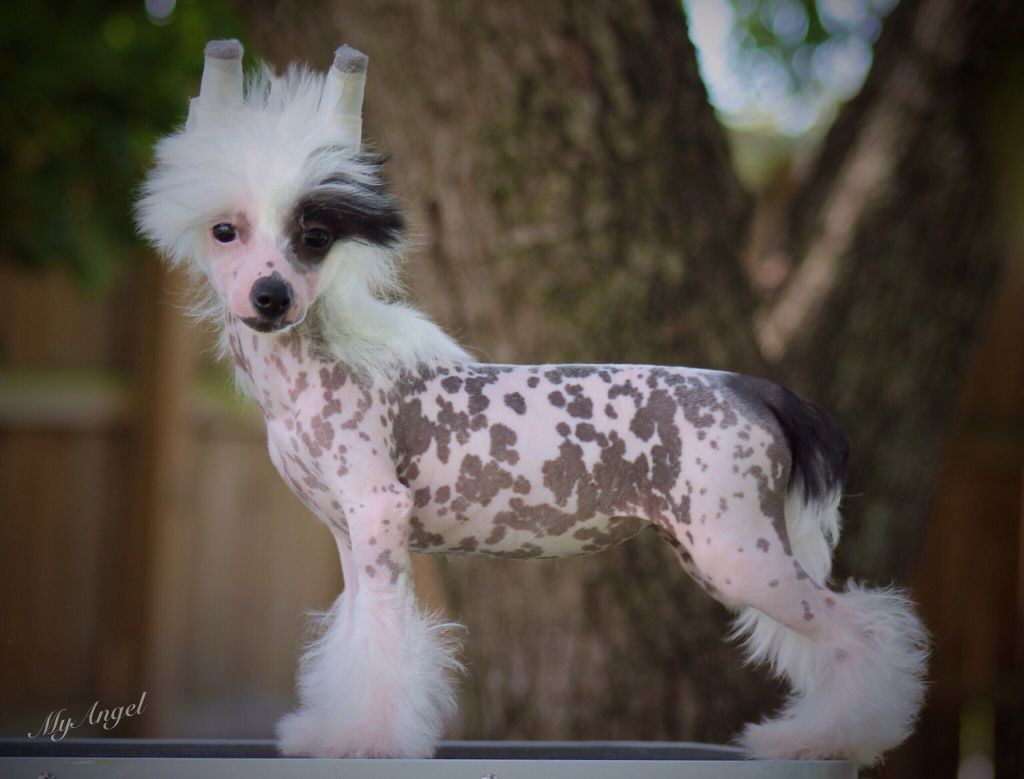 Hanging With My Peeps N'co