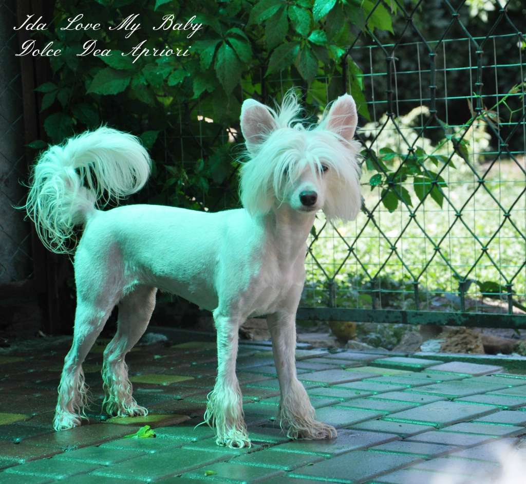 Ida Love My Baby  Dolce Dea Apriori