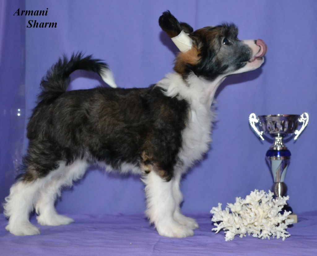 Armani Sharm Bachata Style